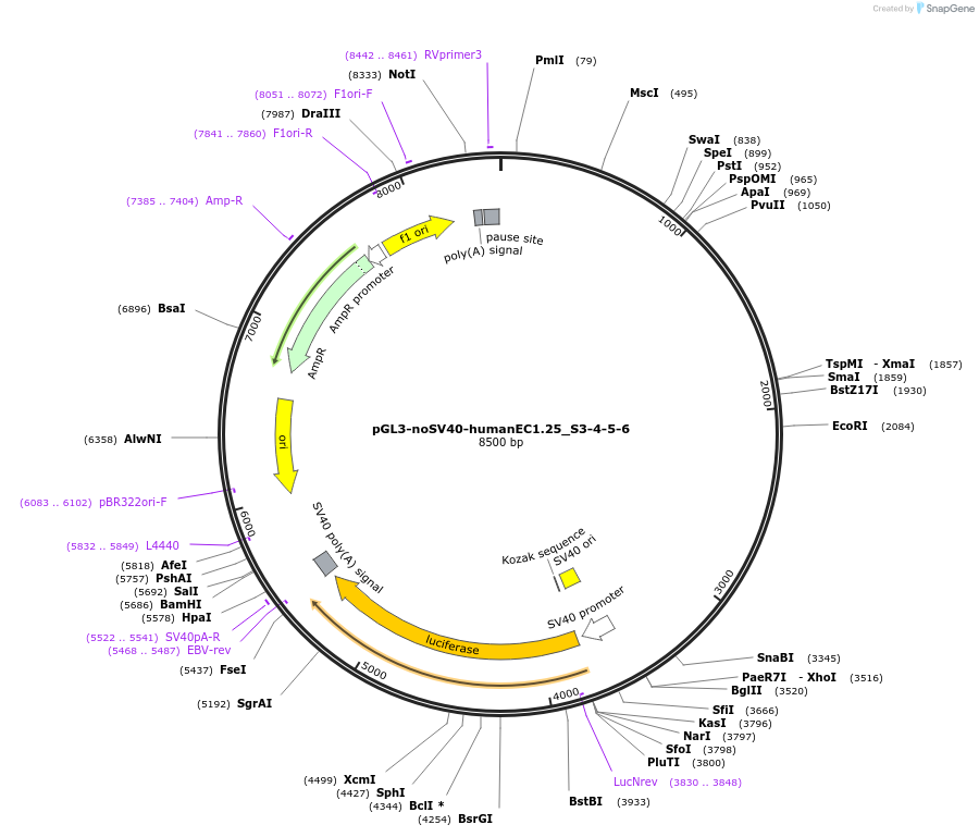 173956-plasmid-map-sequence-id-341650