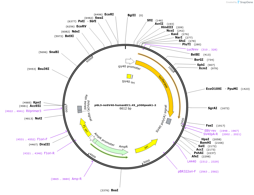 173949-plasmid-map-sequence-id-341651