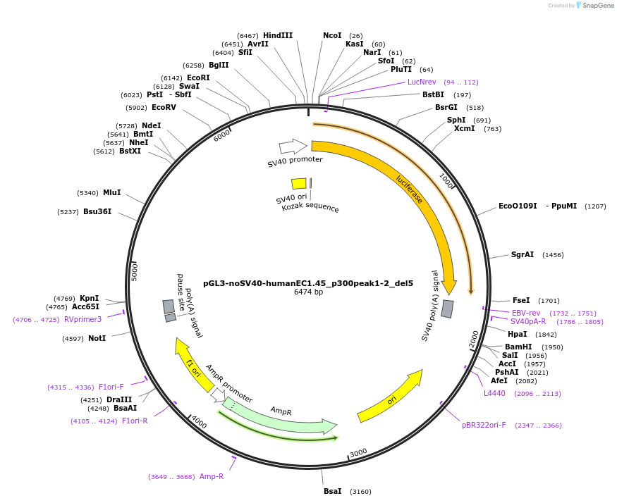 173977-plasmid-map-sequence-id-341652