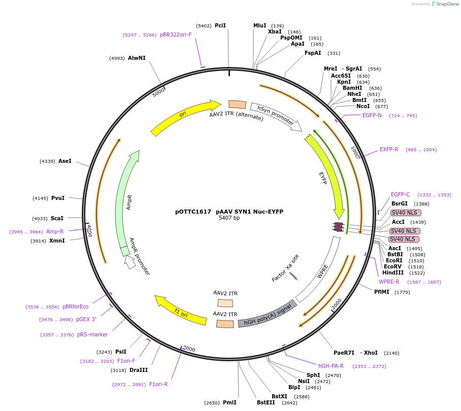 135567-plasmid-map-sequence-id-341666