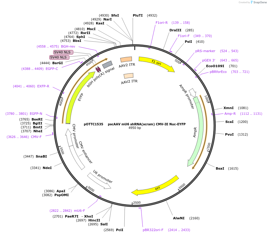 135563-plasmid-map-sequence-id-341668