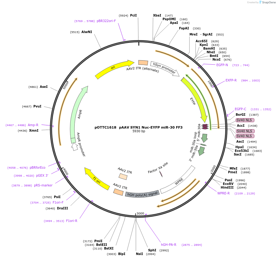 135564-plasmid-map-sequence-id-341670