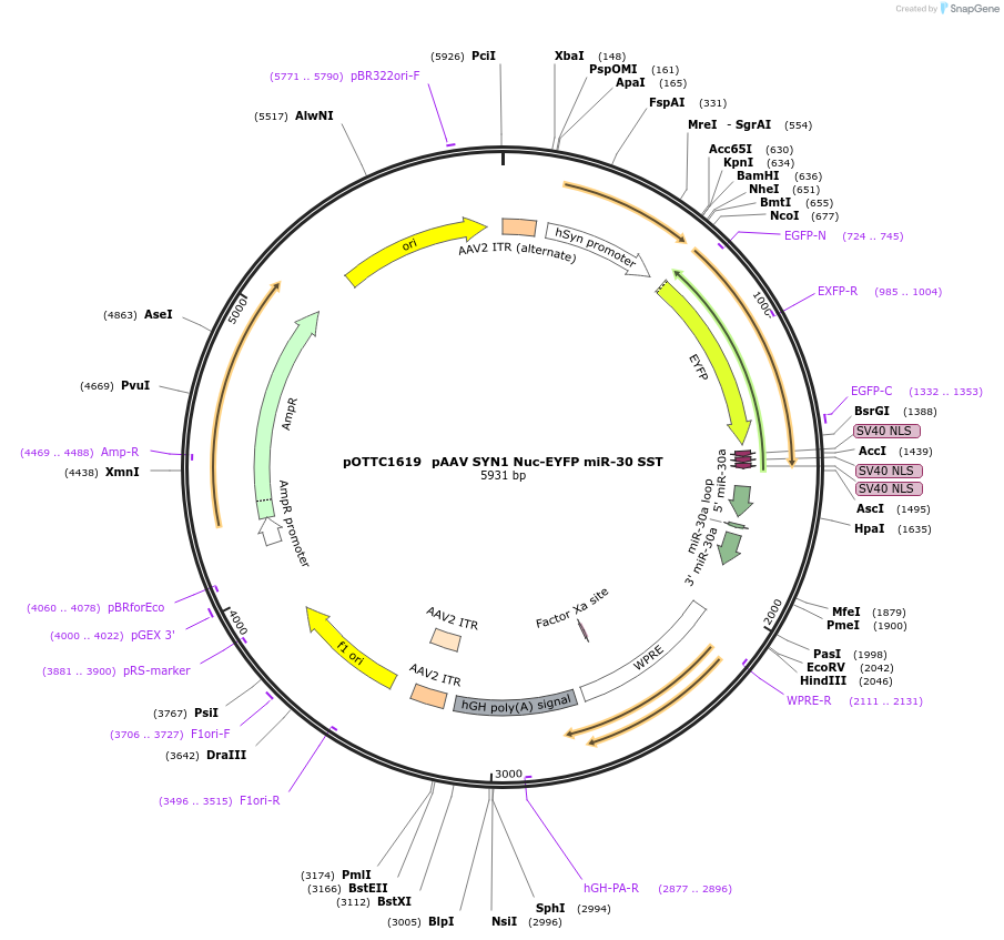 135565-plasmid-map-sequence-id-341671