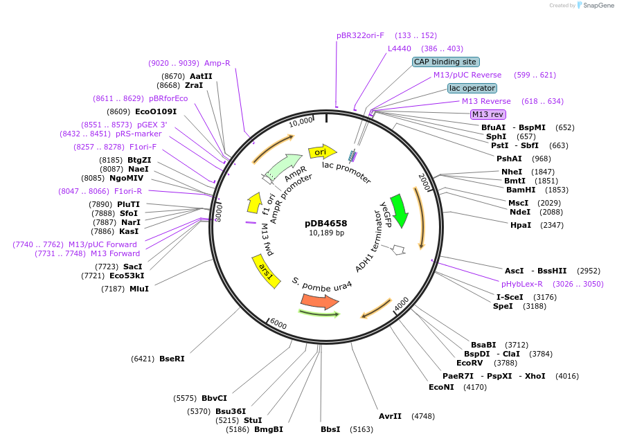 174017-plasmid-map-sequence-id-341694