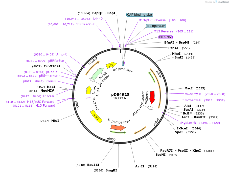 174016-plasmid-map-sequence-id-341695
