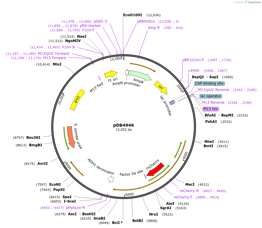 174018-plasmid-map-sequence-id-341698