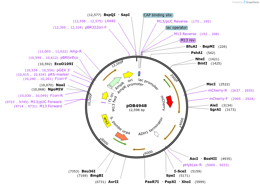 174019-plasmid-map-sequence-id-341699