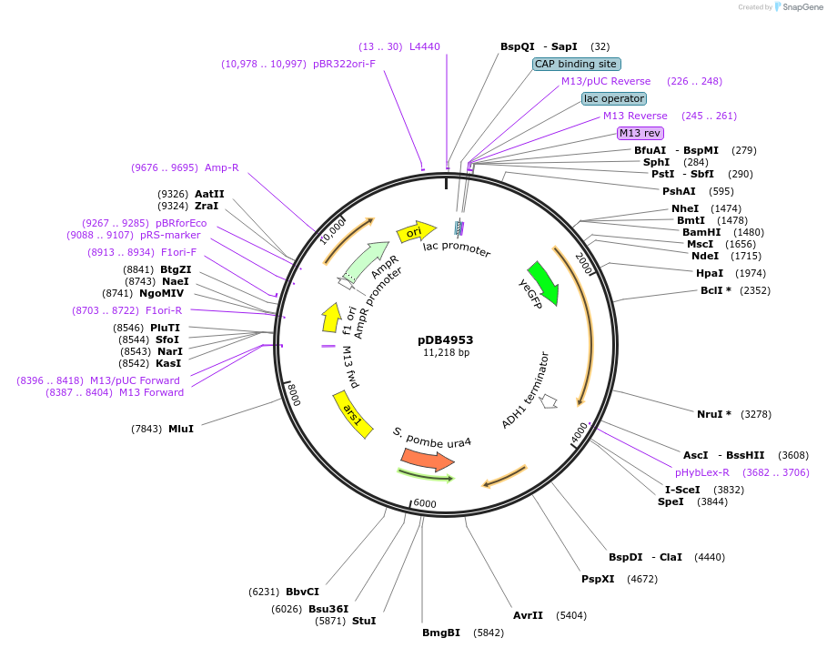 174020-plasmid-map-sequence-id-341700
