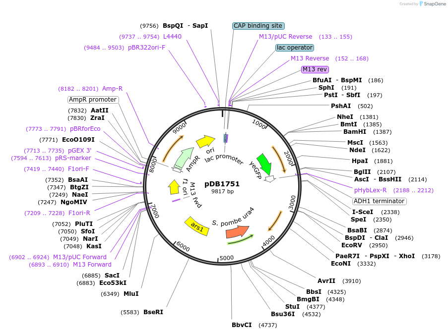 174013-plasmid-map-sequence-id-341702