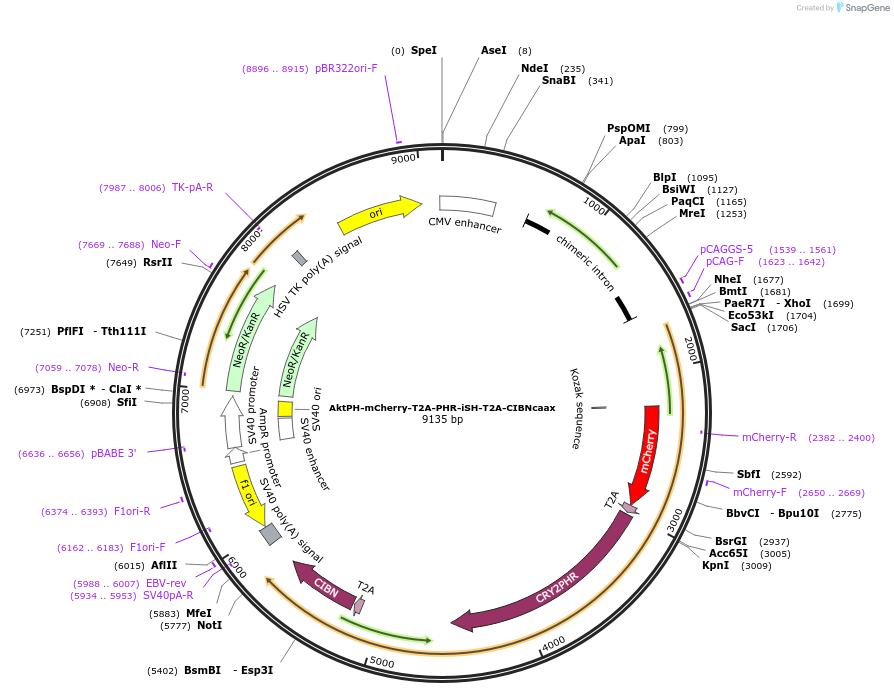 173862-plasmid-map-sequence-id-341703