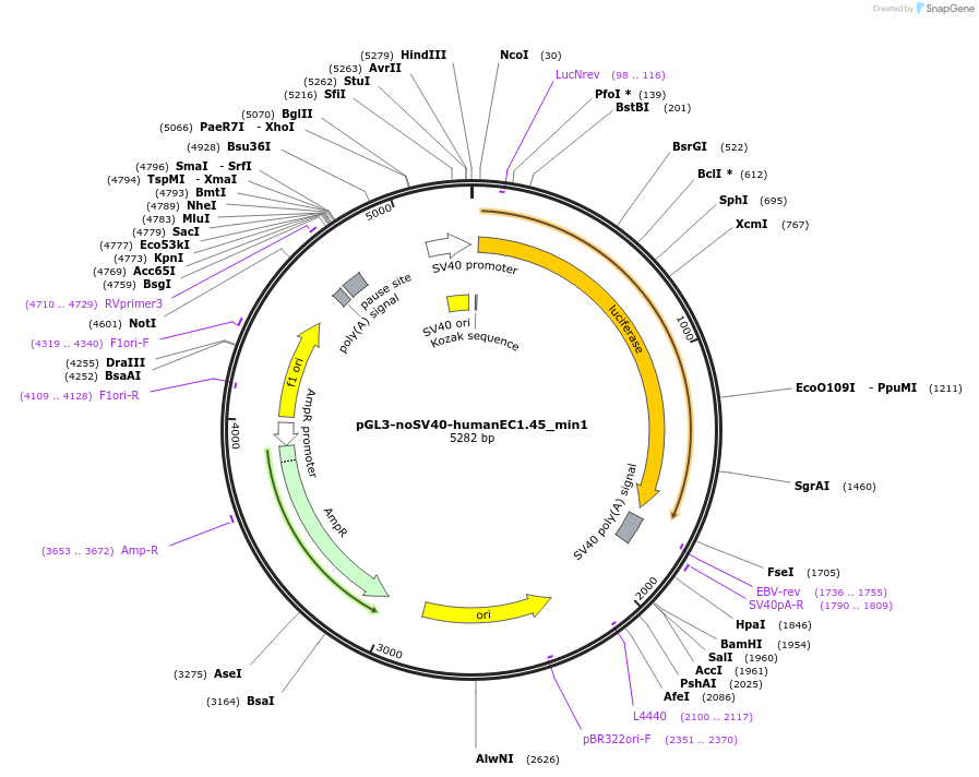 173950-plasmid-map-sequence-id-341707