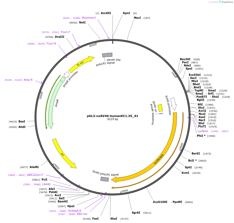 173954-plasmid-map-sequence-id-341709