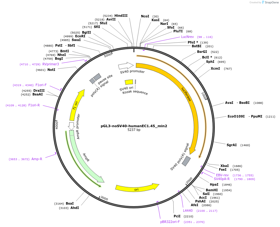 173951-plasmid-map-sequence-id-341711