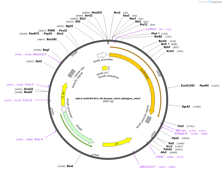 173967-plasmid-map-sequence-id-341716