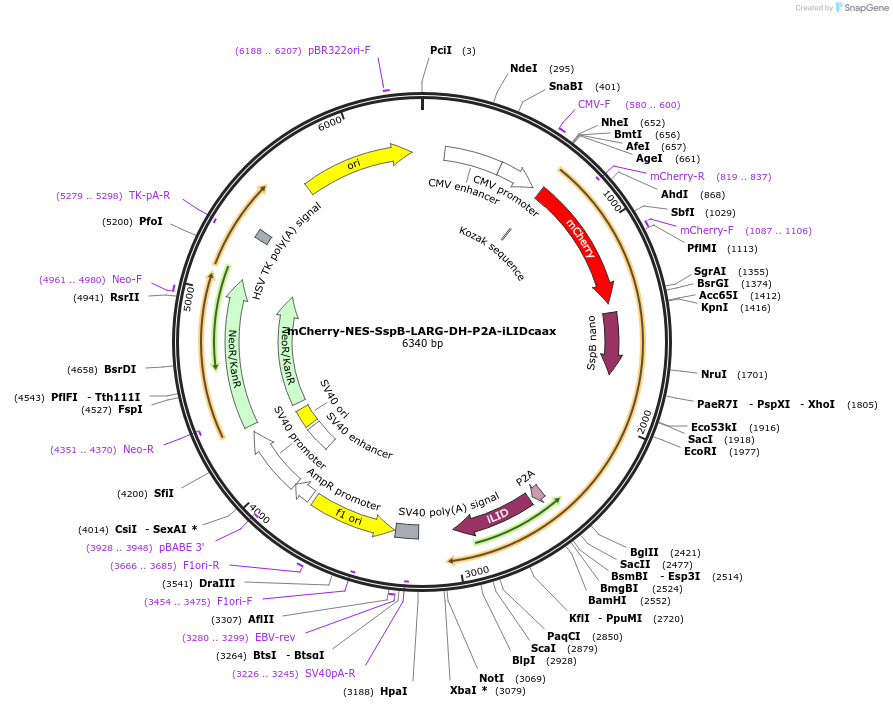 173870-plasmid-map-sequence-id-341719