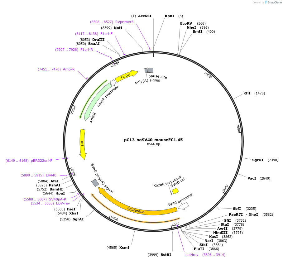 173972-plasmid-map-sequence-id-341720