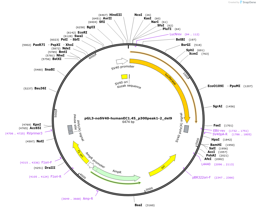 173981-plasmid-map-sequence-id-341724