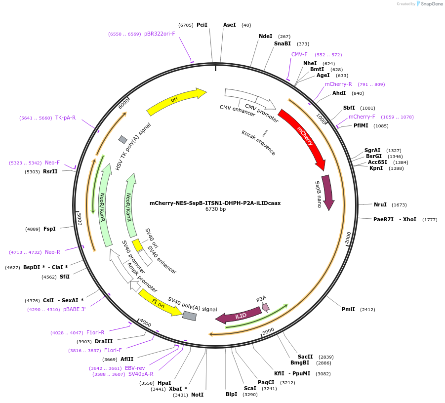 173872-plasmid-map-sequence-id-341725