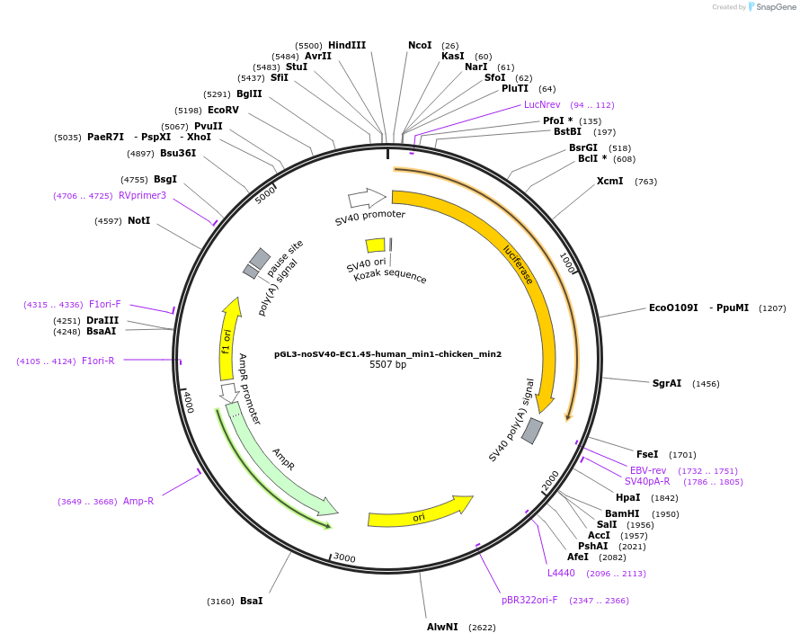173968-plasmid-map-sequence-id-341726