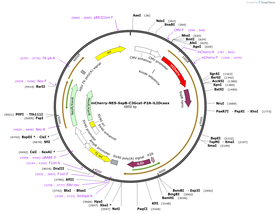 173874-plasmid-map-sequence-id-341728