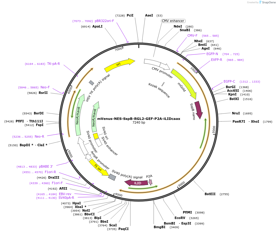 173875-plasmid-map-sequence-id-341729