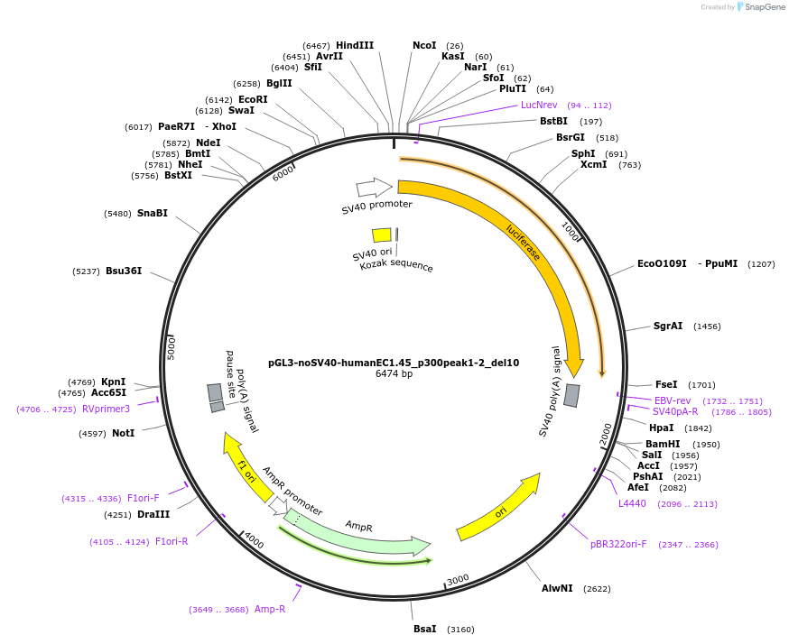 173982-plasmid-map-sequence-id-341730