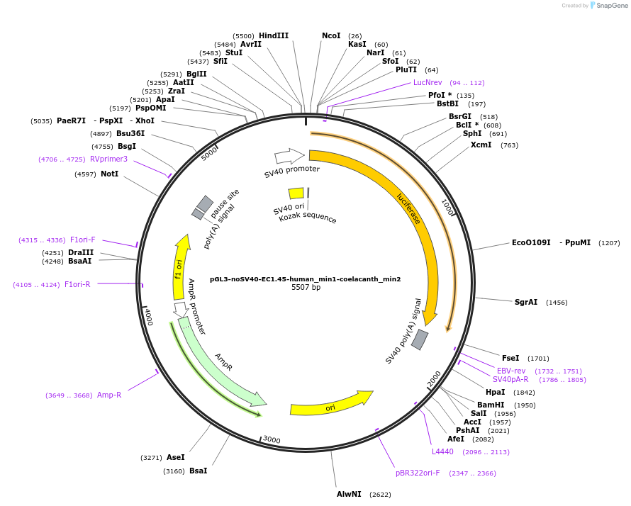 173971-plasmid-map-sequence-id-341734