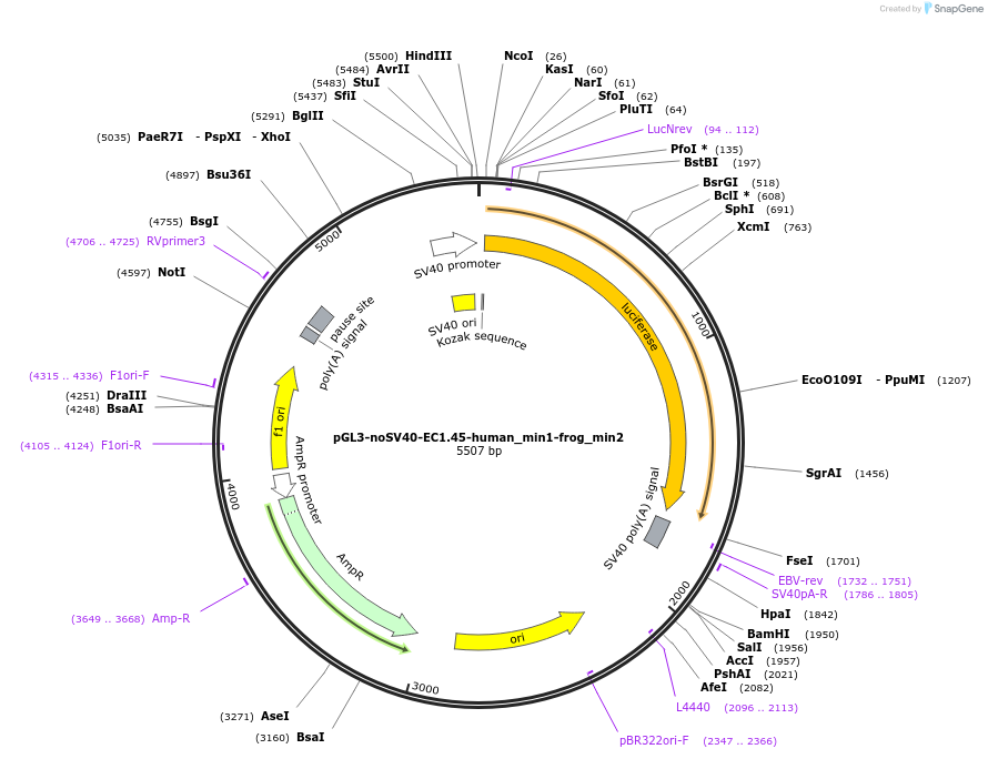 173970-plasmid-map-sequence-id-341735
