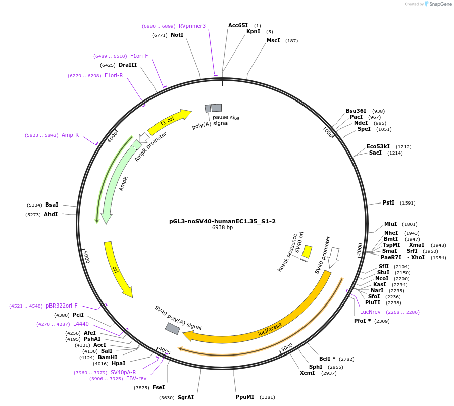 173953-plasmid-map-sequence-id-341750