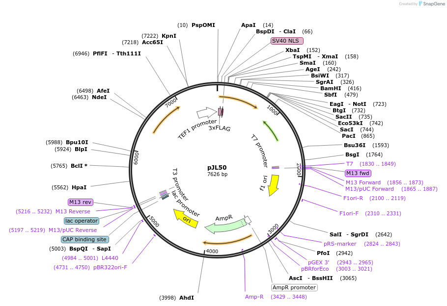 174068-plasmid-map-sequence-id-341751