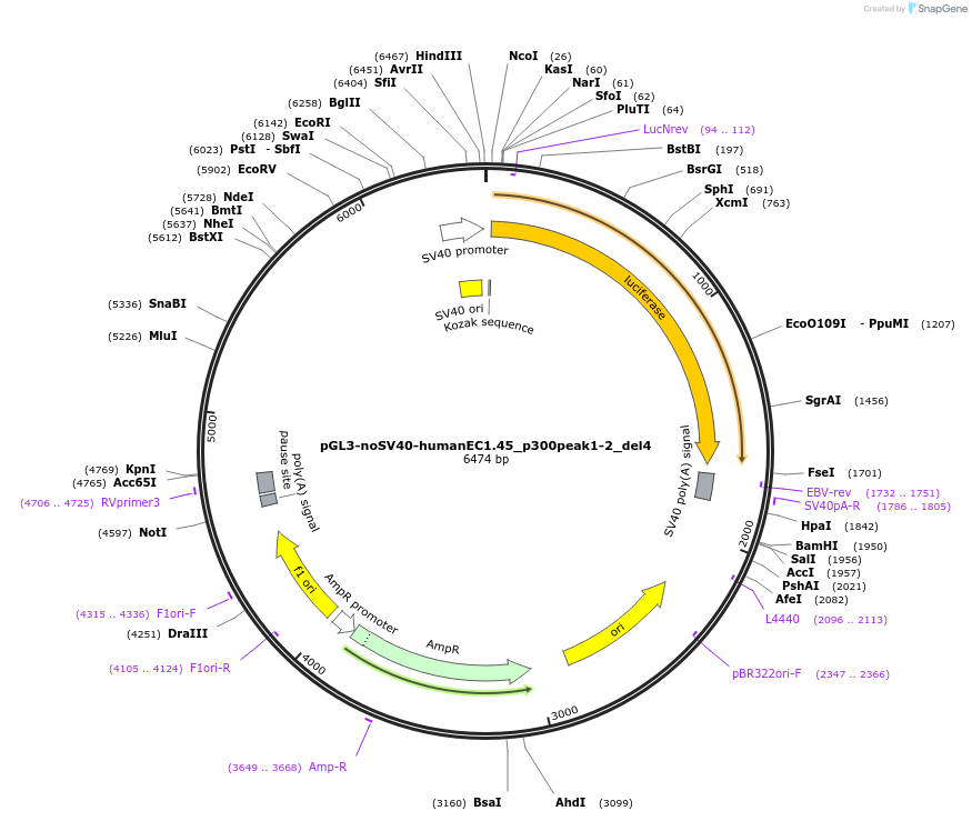 173976-plasmid-map-sequence-id-341752