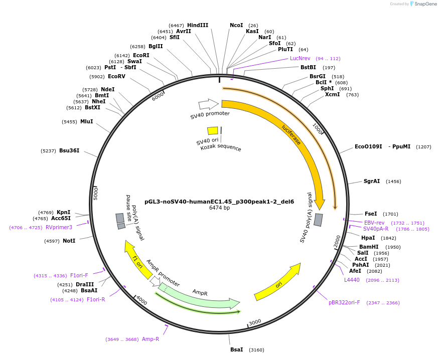 173978-plasmid-map-sequence-id-341753
