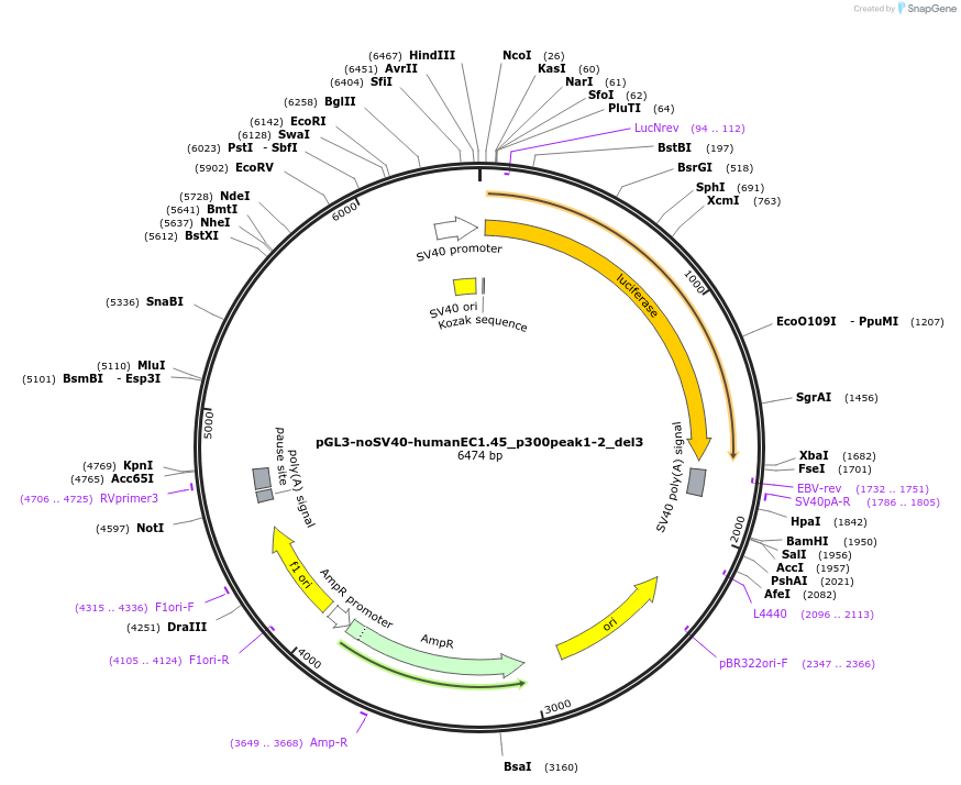 173975-plasmid-map-sequence-id-341755