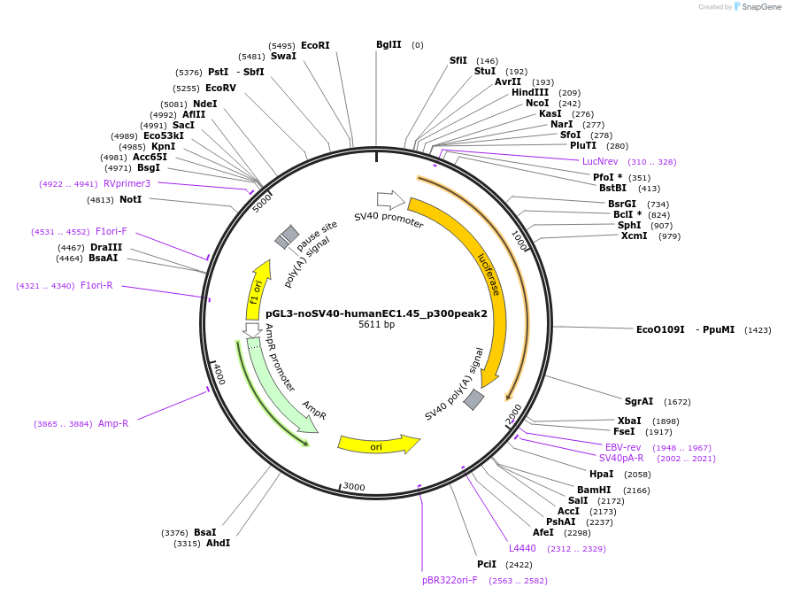 173948-plasmid-map-sequence-id-341759