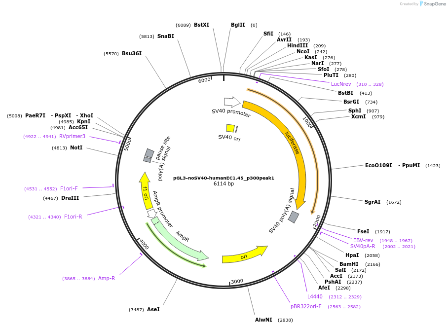 173947-plasmid-map-sequence-id-341760