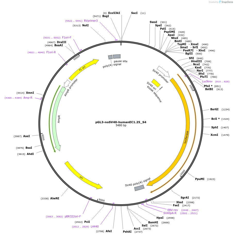 173958-plasmid-map-sequence-id-341762