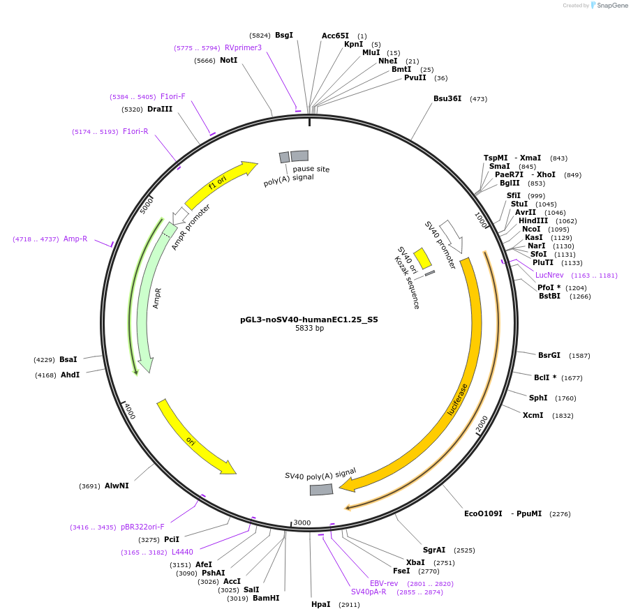 173959-plasmid-map-sequence-id-341763