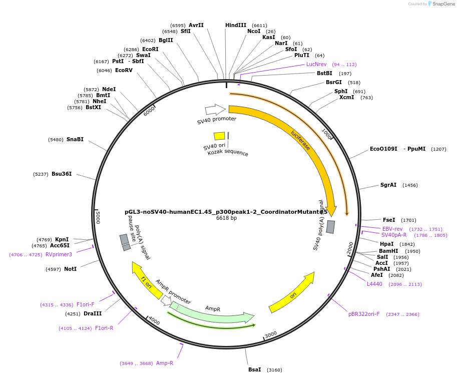173989-plasmid-map-sequence-id-341765