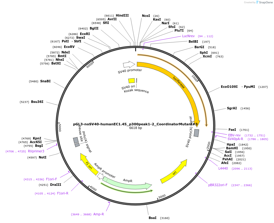 173987-plasmid-map-sequence-id-341766