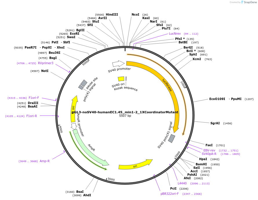 173963-plasmid-map-sequence-id-341768