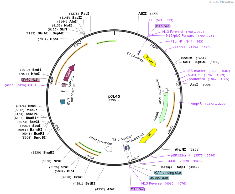 174067-plasmid-map-sequence-id-341771