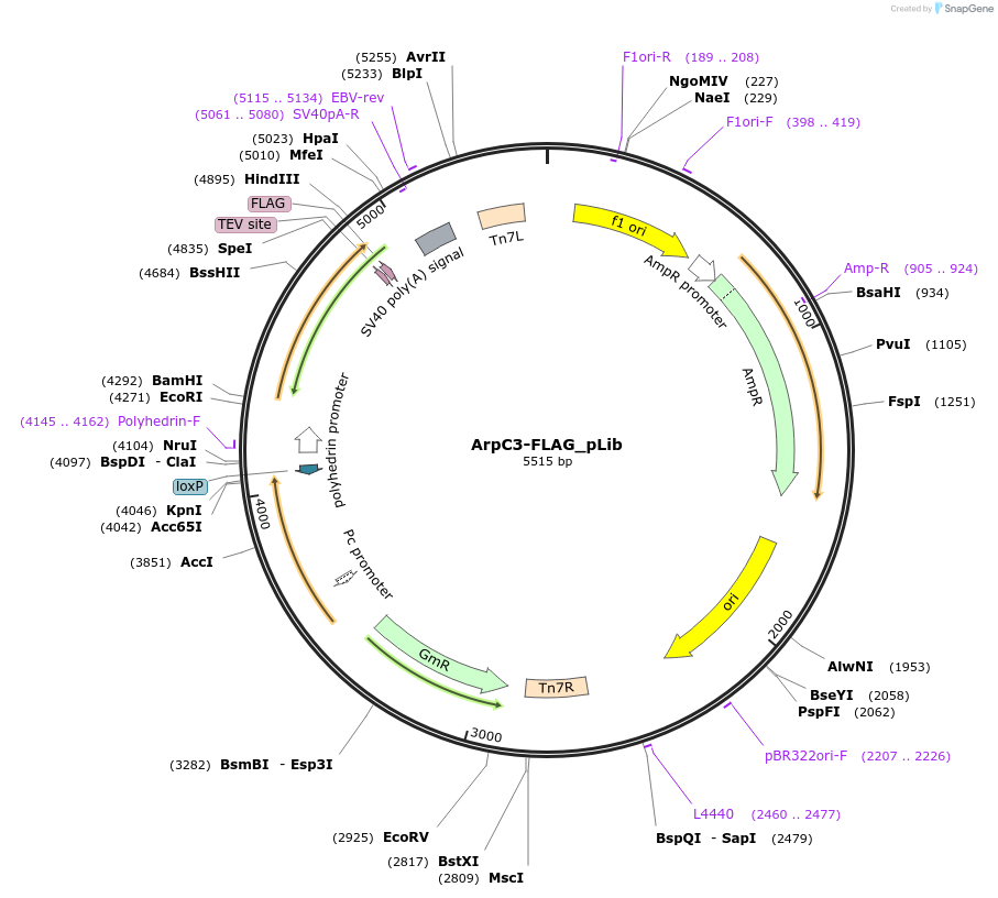 173680-plasmid-map-sequence-id-341774