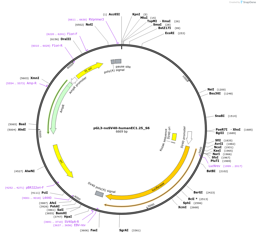 173960-plasmid-map-sequence-id-341790