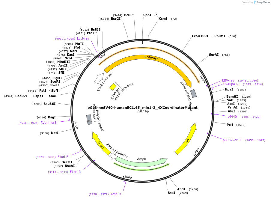 173962-plasmid-map-sequence-id-341792