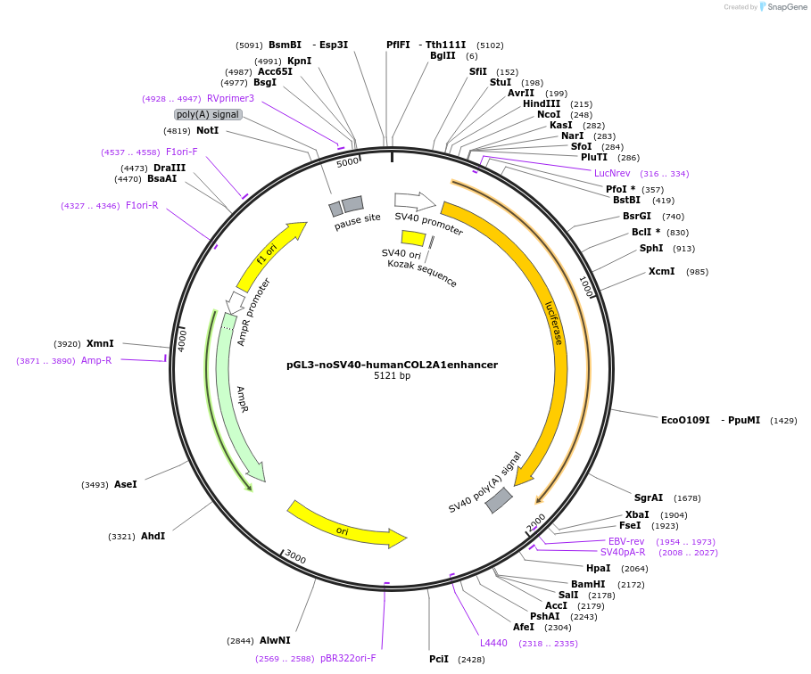 173961-plasmid-map-sequence-id-341793