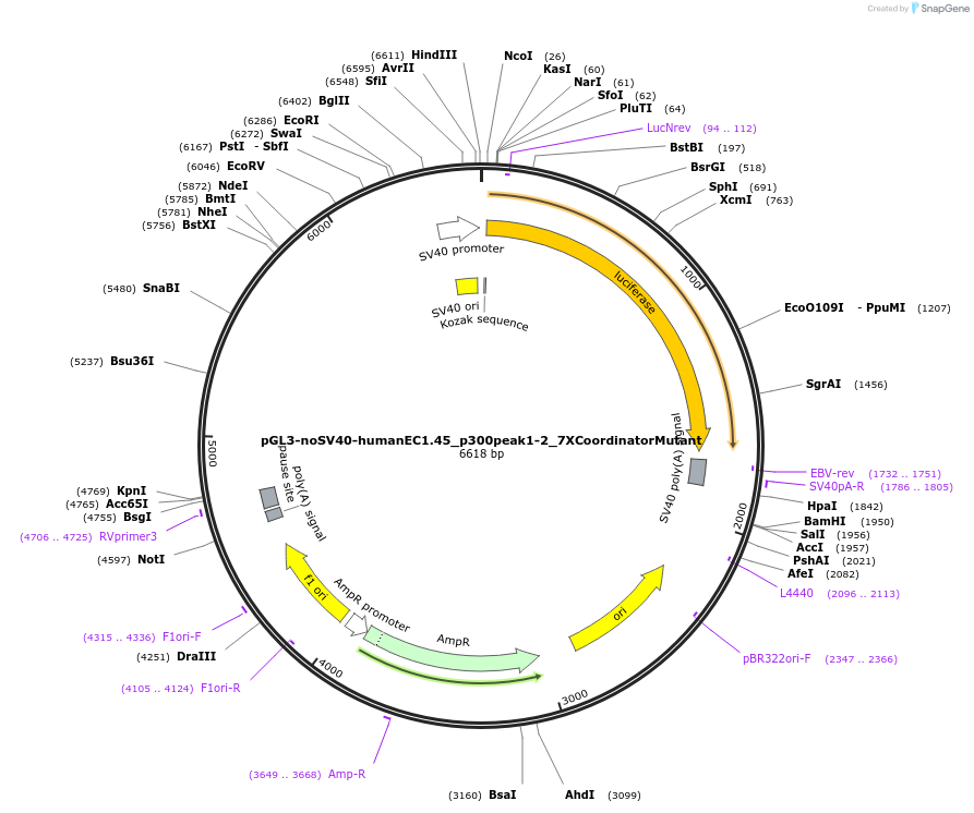 173994-plasmid-map-sequence-id-341795
