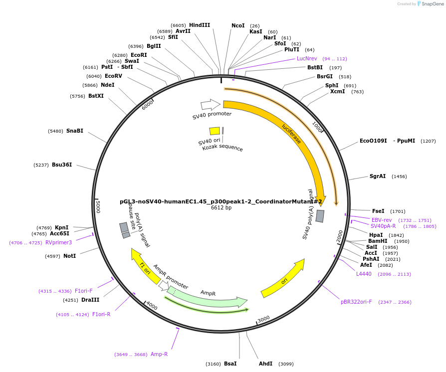 173986-plasmid-map-sequence-id-341797