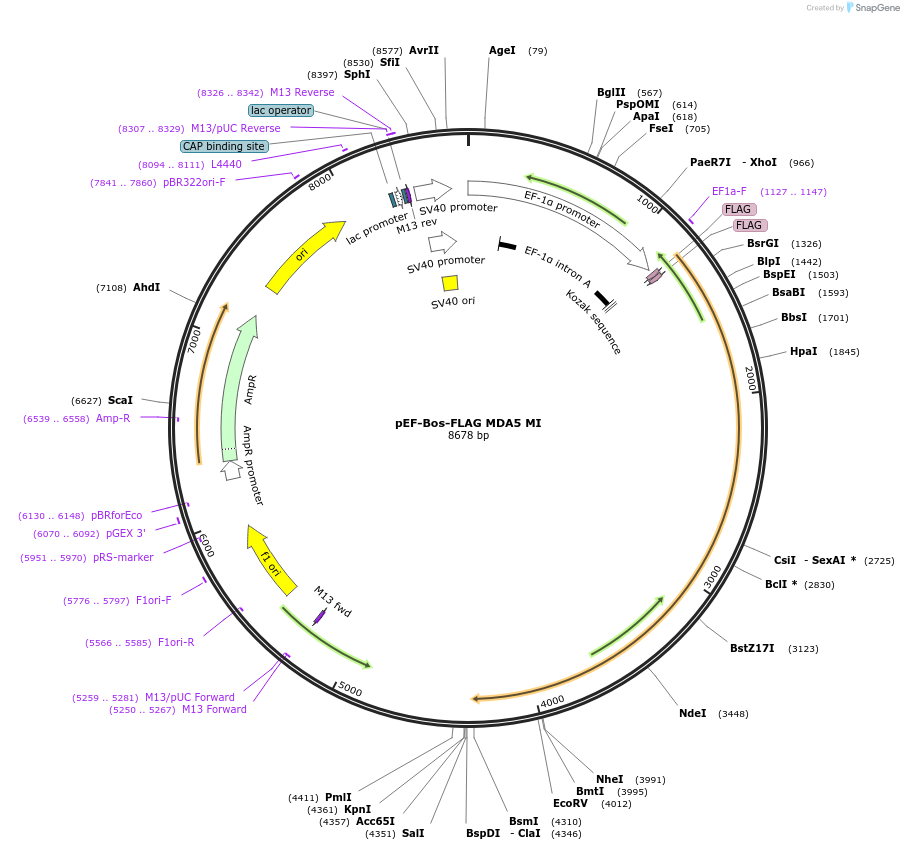 52875-plasmid-map-sequence-id-341824