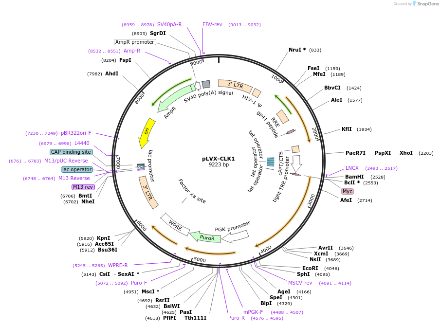 174088-plasmid-map-sequence-id-341825