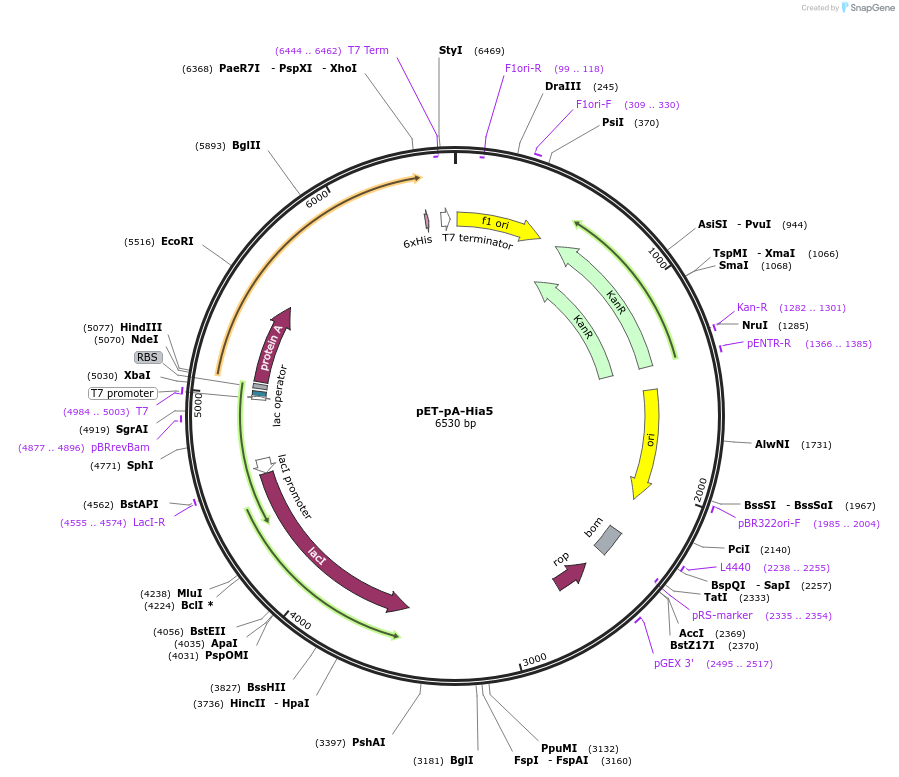 174372-plasmid-map-sequence-id-341860
